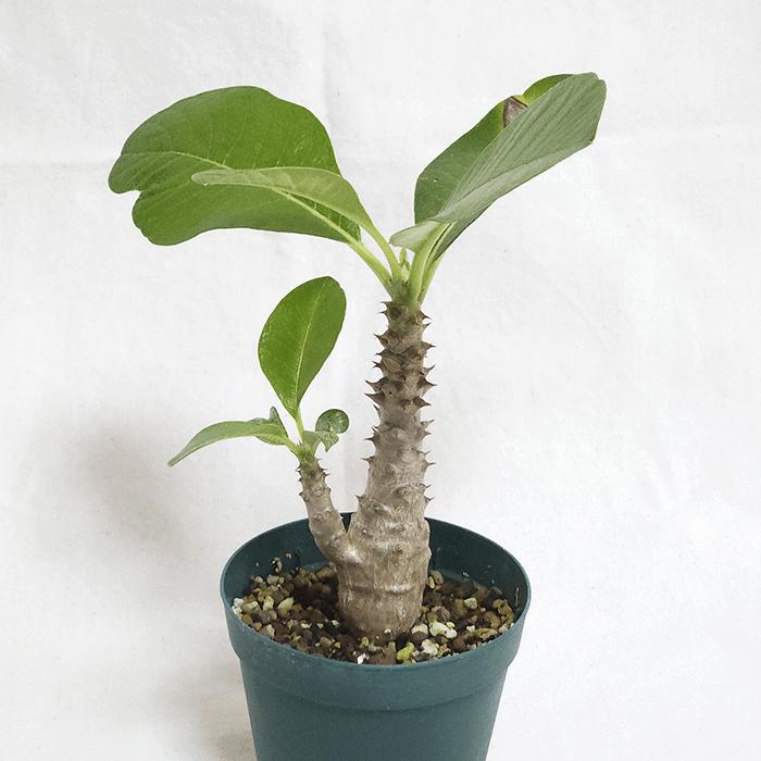 パキポディウム ウィンゾリー 2.5号 プラ鉢 塊根植物 コーデック