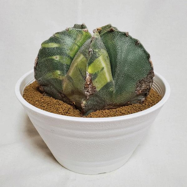 流行に アストロフィツム 5 0 セラアート鉢 サボテン 観葉 多肉 植物 送料無料 お祝い インテリア プレゼント 現品 最安値に挑戦 Www Camaramunicipalsrj Mg Gov Br
