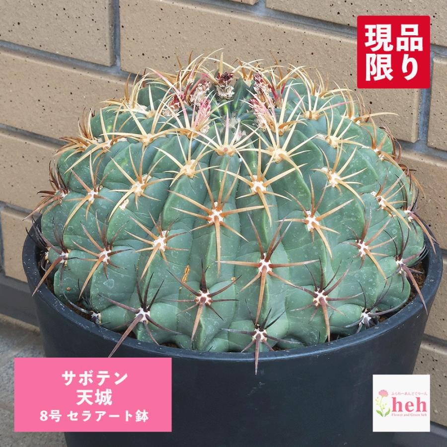 サボテン 天城 8号 セラアート鉢 フェロカクタス 一点物 種類 鉢植え