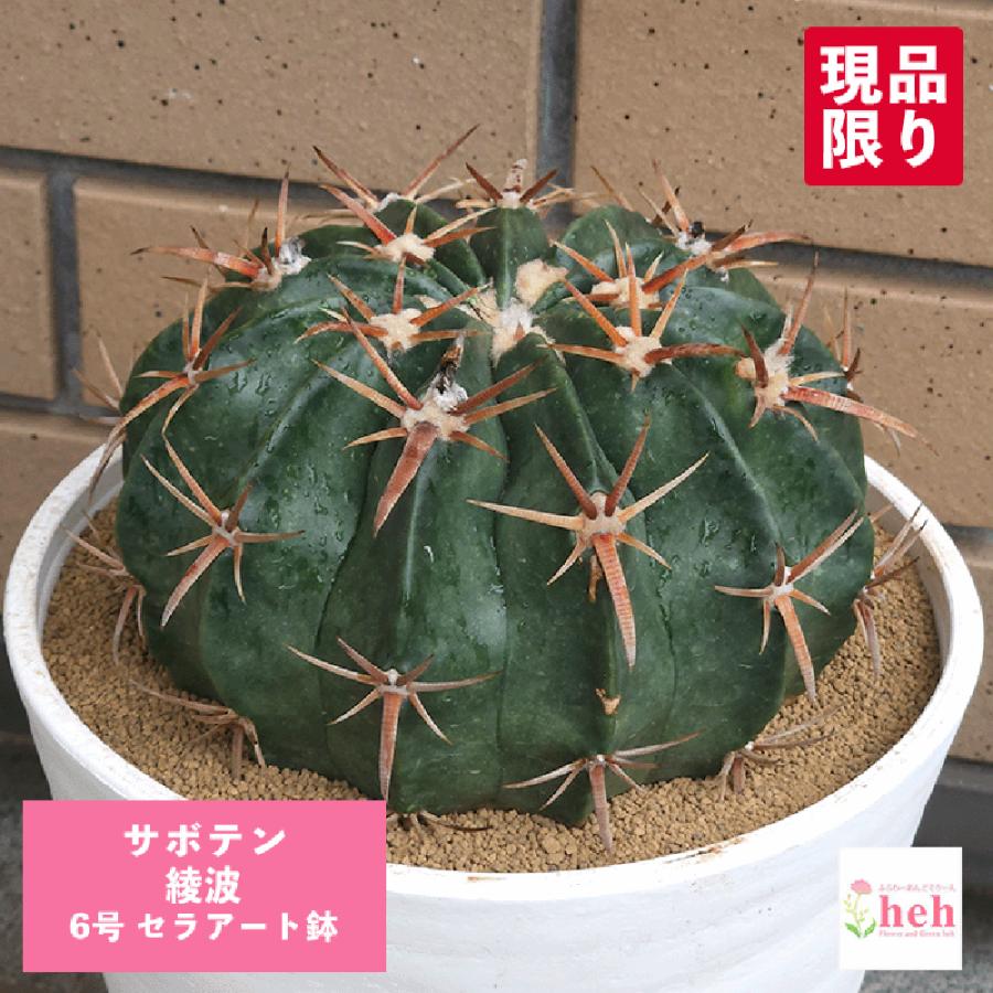 PB 綾波種子セット PB 綾波種子セット PB 綾波種子セット 2026年最新