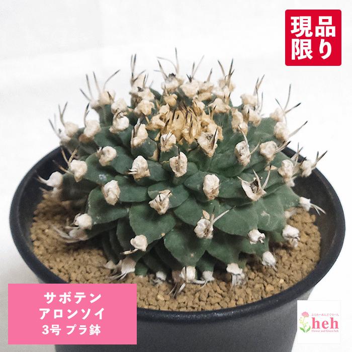 ツルビニカルプス　種子２５種類セット　各１０粒ずつ サボテン アロンソイ 3号 プラ鉢 ツルビニカルプス 種子 種類 一覧 丸