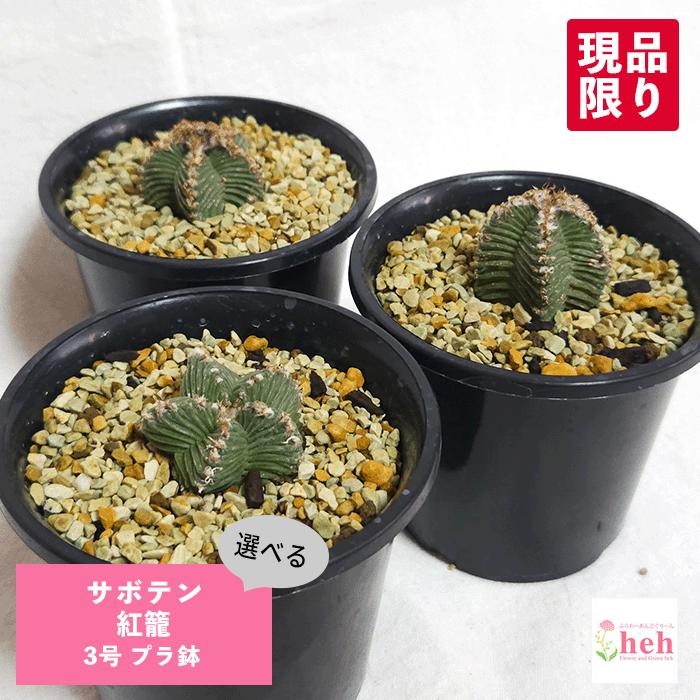 サボテン　アズテキウム　紅籠　接木　3号鉢つき　4鉢セット❗年始セール❗　① サボテン 紅籠 3号 プラ鉢 種類 一覧 土 レア 珍品 観葉 多肉 植物