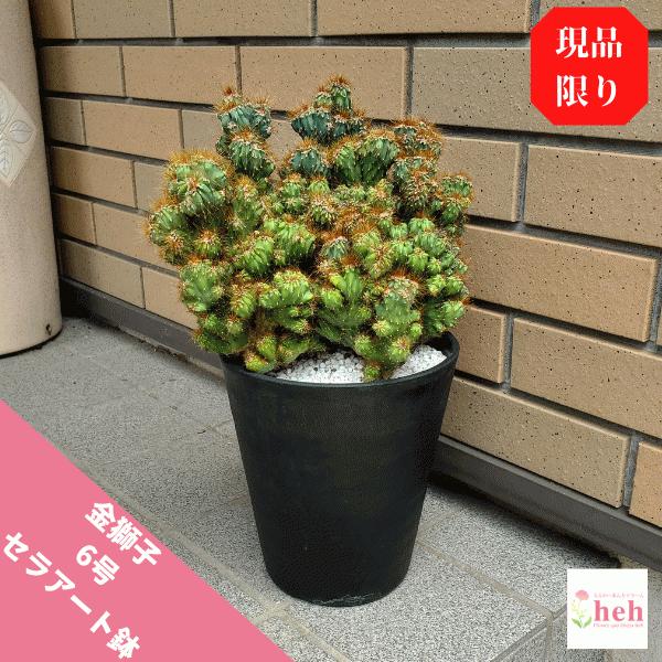 金獅子 6 0 セラアート鉢 サボテン 観葉 多肉 植物 さぼてん 送料無料 お祝い インテリア 現品 プレゼント セレウス Sb Gr60 ふらわーあんどぐりーんheh Y 通販 Yahoo ショッピング