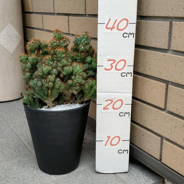 金獅子 サボテン 観葉植物 多肉植物 6 0号 セラアート鉢 さぼてん 送料無料 お祝い インテリア Sb Gr60 ふらわーあんどぐりーんheh Y 通販 Yahoo ショッピング