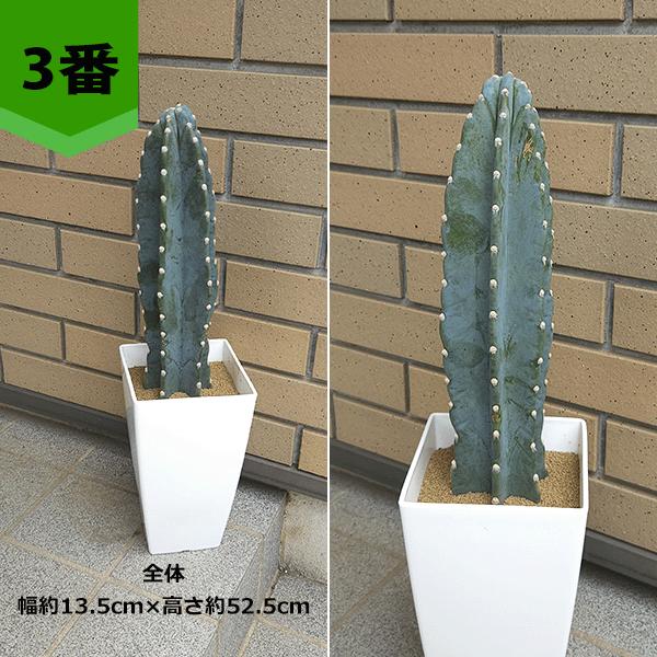 サボテン 楽天市場】柱サボテン（3本立ち）（H100cm程度） 8号
