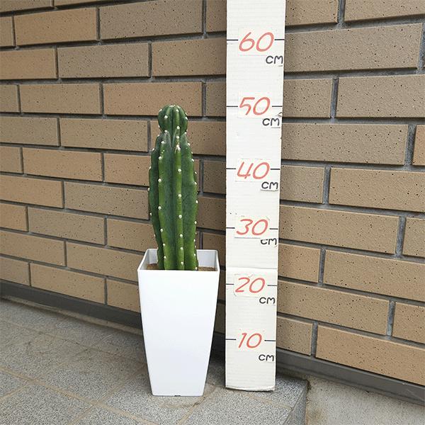 サボテン 柱サボテン 6号 プラ鉢 種類 一覧 種 土 丸 トゲ 大型