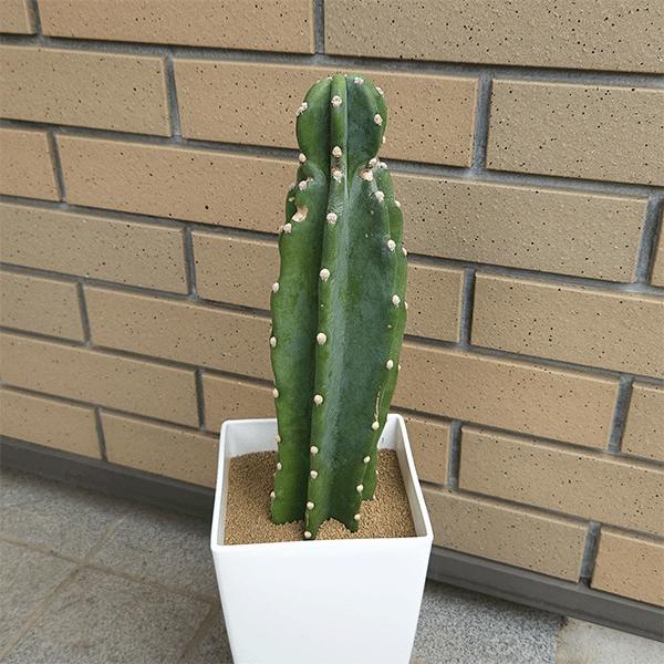 代表的な人気サボテン7種類セット コレクションランク サボテン 柱サボテン 6号 プラ鉢 種類 一覧 種 土 丸 トゲ 大型