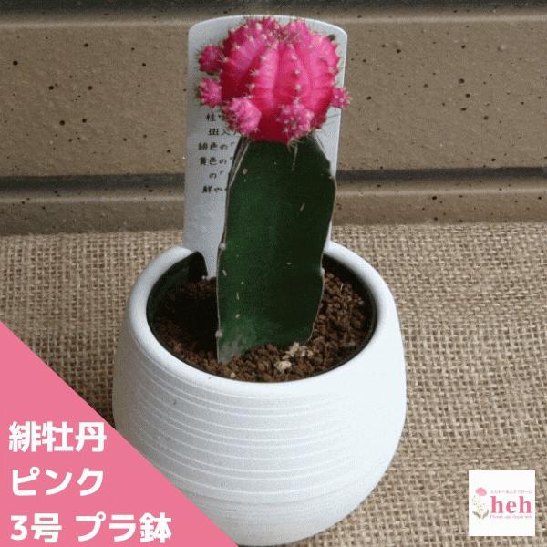 再入荷 緋牡丹 ピンク 3 0 プラ鉢 サボテン ギムノカリキウム 観葉 多肉 植物 オシャレ 送料無料 桃色 種類 お祝い インテリア 販売 プレゼント 室内 初売り