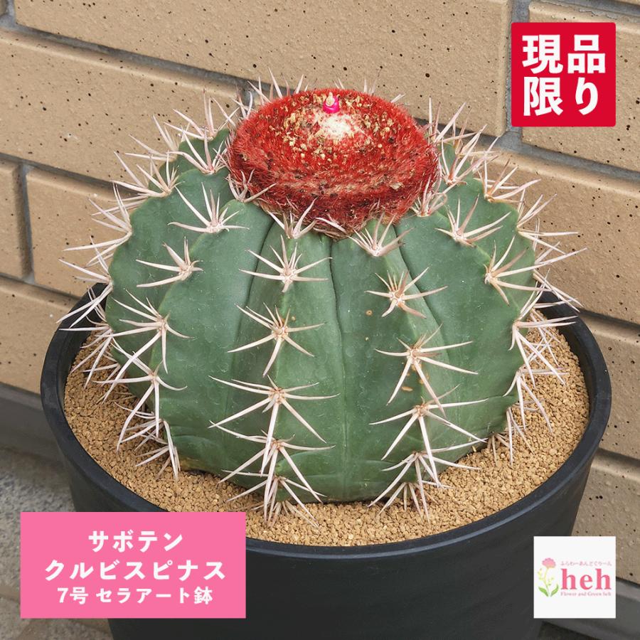 サボテン クルビスピナス 7号 大型 観葉植物 インテリア 室内 おしゃれ