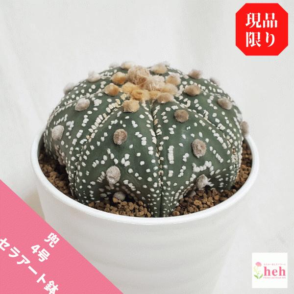 兜 4 0 セラアート鉢 サボテン アストロフィツム属 観葉 多肉 植物 送料無料 お祝い インテリア プレゼント 現品 サボテン 多肉植物 ご注文後の変更 キャンセルは不可となります 了承しました Jewelboxstore Com