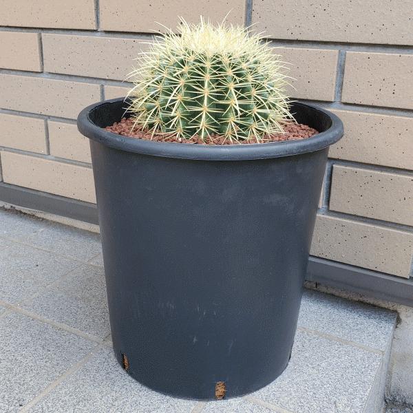 高額売筋 金鯱 8 0 プラ鉢 サボテン エキノカクタス 観葉 多肉 植物 送料無料 お祝い インテリア プレゼント Aynaelda Com