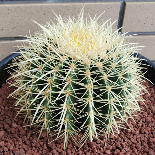 高額売筋 金鯱 8 0 プラ鉢 サボテン エキノカクタス 観葉 多肉 植物 送料無料 お祝い インテリア プレゼント Aynaelda Com