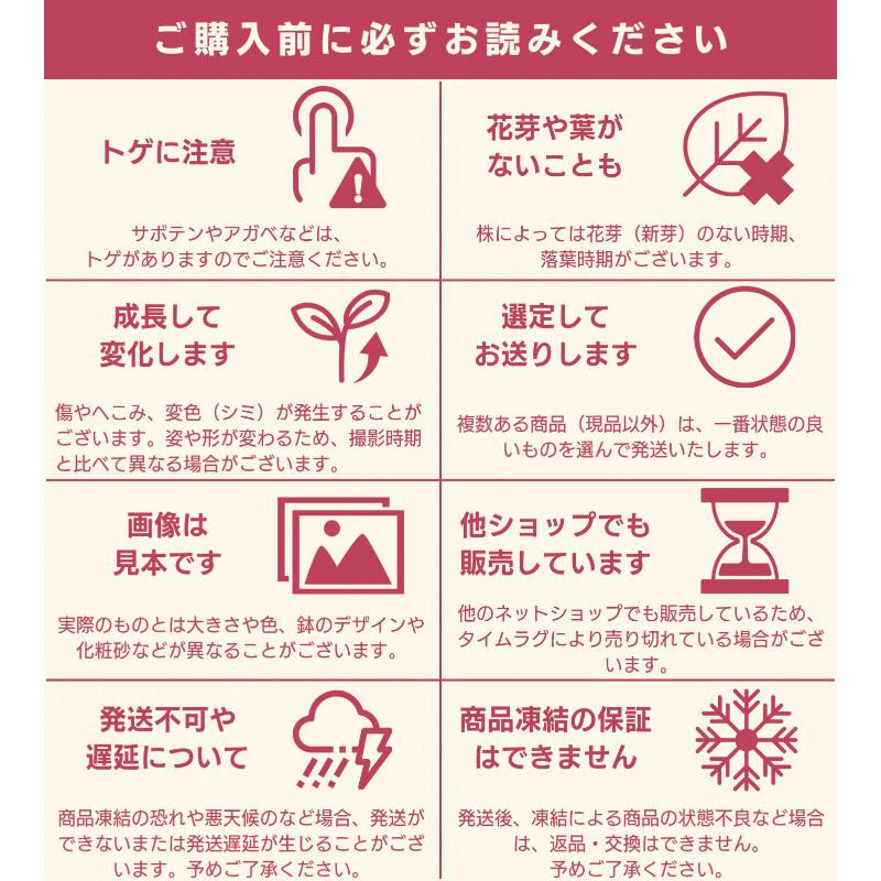 サボテン 金鯱 8号 プラ鉢 種類 一覧 鉢 丸 種 大型 エキノ サボテン 金鯱 8号 プラ鉢 種類 一覧 鉢 丸 種 大型 エキノ