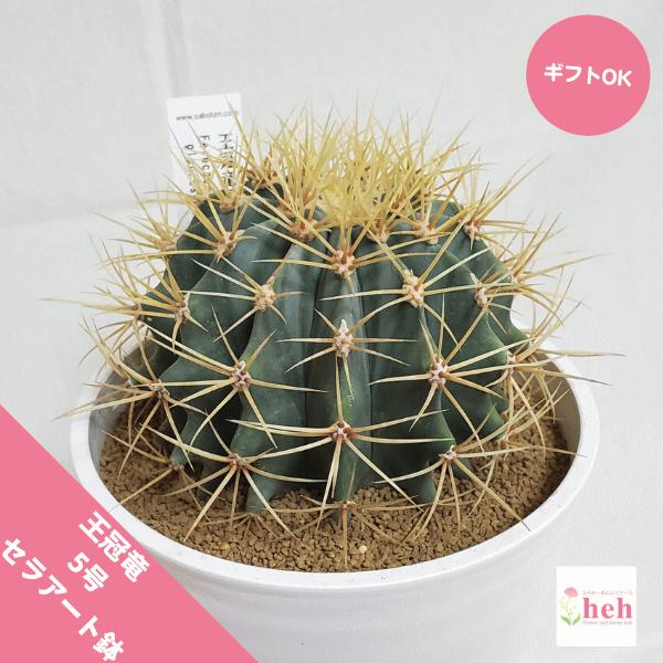 クラシック New 王冠竜 5 0 セラアート鉢 サボテン フェロカクタス 観葉 多肉 植物 さぼてん 送料無料 お祝い インテリア プレゼント 種類 室内 Megjc Gov Jm