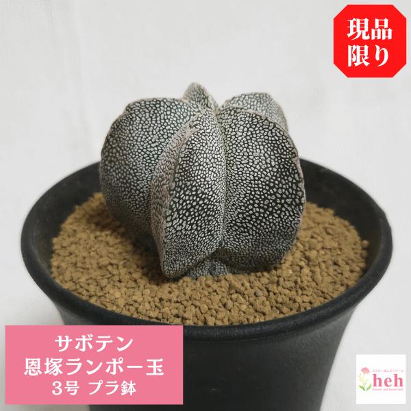 恩塚ランポー玉 3 0 プラ鉢 サボテン アストロフィツム 観葉 多肉 植物 送料無料 お祝い インテリア プレゼント 現品 Sb Orp30 ふらわーあんどぐりーんheh Y 通販 Yahoo ショッピング