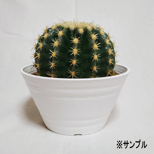 珍品 プラチナ金鯱 5 0 セラアート鉢 白 サボテン エキノカクタス 観葉 大人の上質 多肉 種類 プレゼント 希少種 送料無料 オシャレ インテリア 現品 植物 お祝い