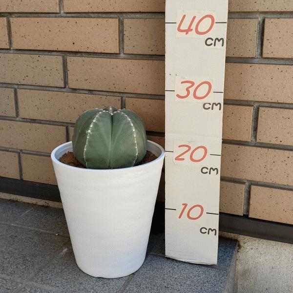 別倉庫からの配送 ランポー玉 6 0 セラアート鉢 サボテン アストロフィツム 観葉 多肉 植物 送料無料 お祝い インテリア プレゼント 現品 Wantannas Go Id