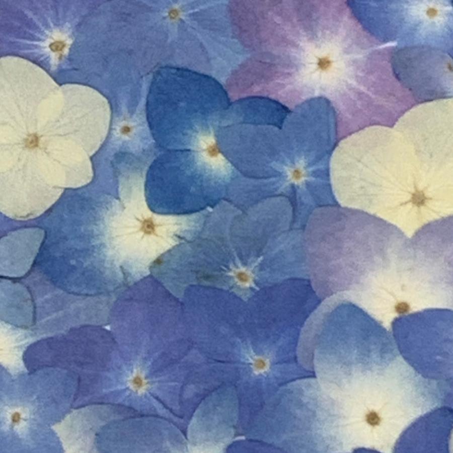 追跡可能便でお届け】【増量フェア】押し花 セット あじさい (自然色