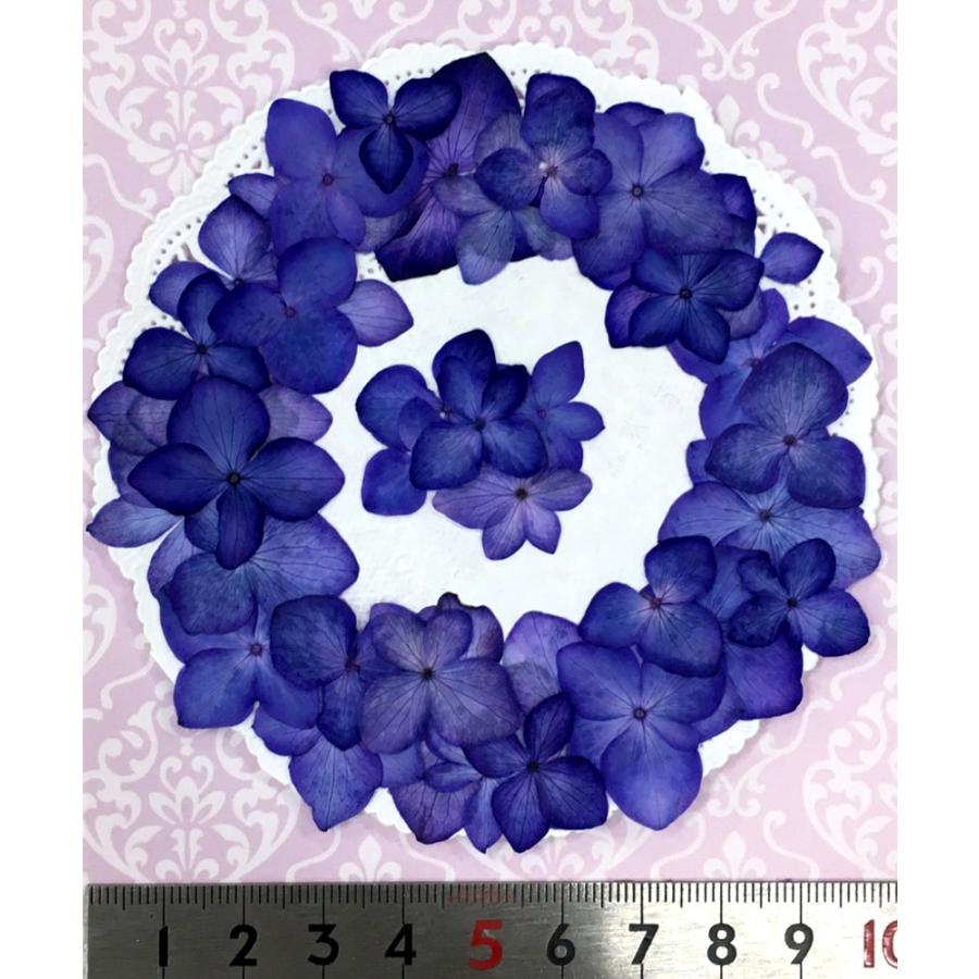 追跡可能便でお届け】【増量フェア】コンパクト 押し花 あじさい  