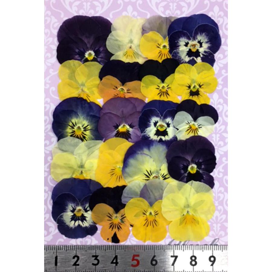 本物の コンパクト 押し花 ビオラmix 枚をパックにしてお届け お花屋さんの上質な押し花 ハンドメイド Uvレジンでスマホケースも作成可能 Wantannas Go Id