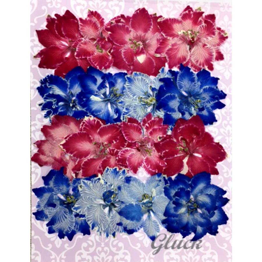 148円 税込 コンパクト 押し花 千鳥草 キャンディポップ B 着色16枚 少量をパックにしてお届け ハンドメイド