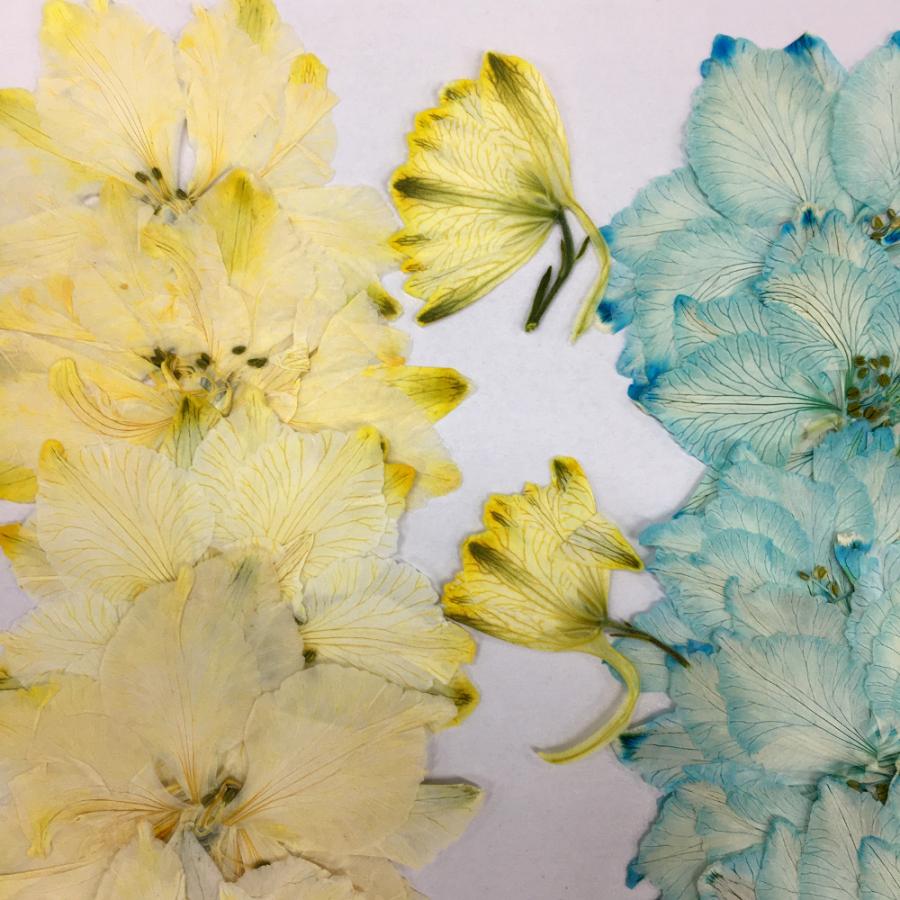 コンパクト 押し花 千鳥草 キャンディポップ F 着色18枚 少量をパックにしてお届け 押し花 ハンドメイド Compact Chidorisou Candypop F はなはなぐりゅっけ 通販 Yahoo ショッピング