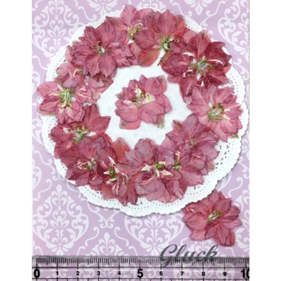 最安値に挑戦 コンパクト 押し花 千鳥草 ピンクmini 15枚 小さいサイズ 少量をパックにしてお届け Uvレジンでスマホケースも作成可能 Aynaelda Com