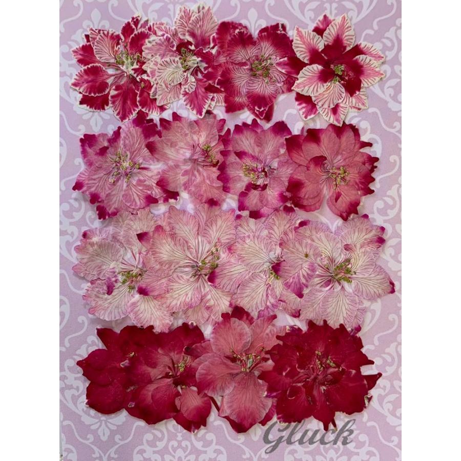 148円 リアル コンパクト 押し花 千鳥草mix ピンク ローズ 着色16枚 少量をパックにしてお届け ハンドメイド 148円 リアル コンパクト 押し花 千鳥草mix ピンク ローズ 着色16枚 少量をパックにしてお届け ハンドメイド