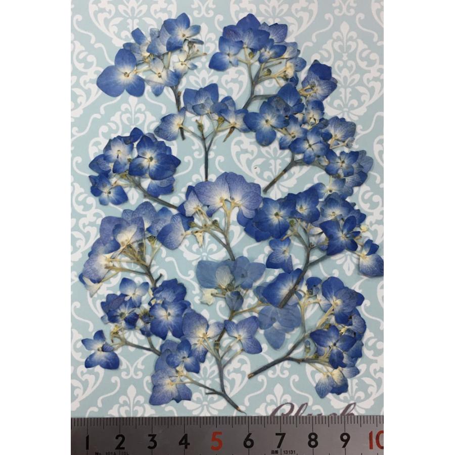 コンパクト 押し花 小さな紫陽花の花束 ブルー 約12枚をパックにしてお届け 押し花 ハンドメイド Uvレジンでスマホケースも作成可能 Compact Chiisanaazisaihanataba はなはなぐりゅっけ 通販 Yahoo ショッピング