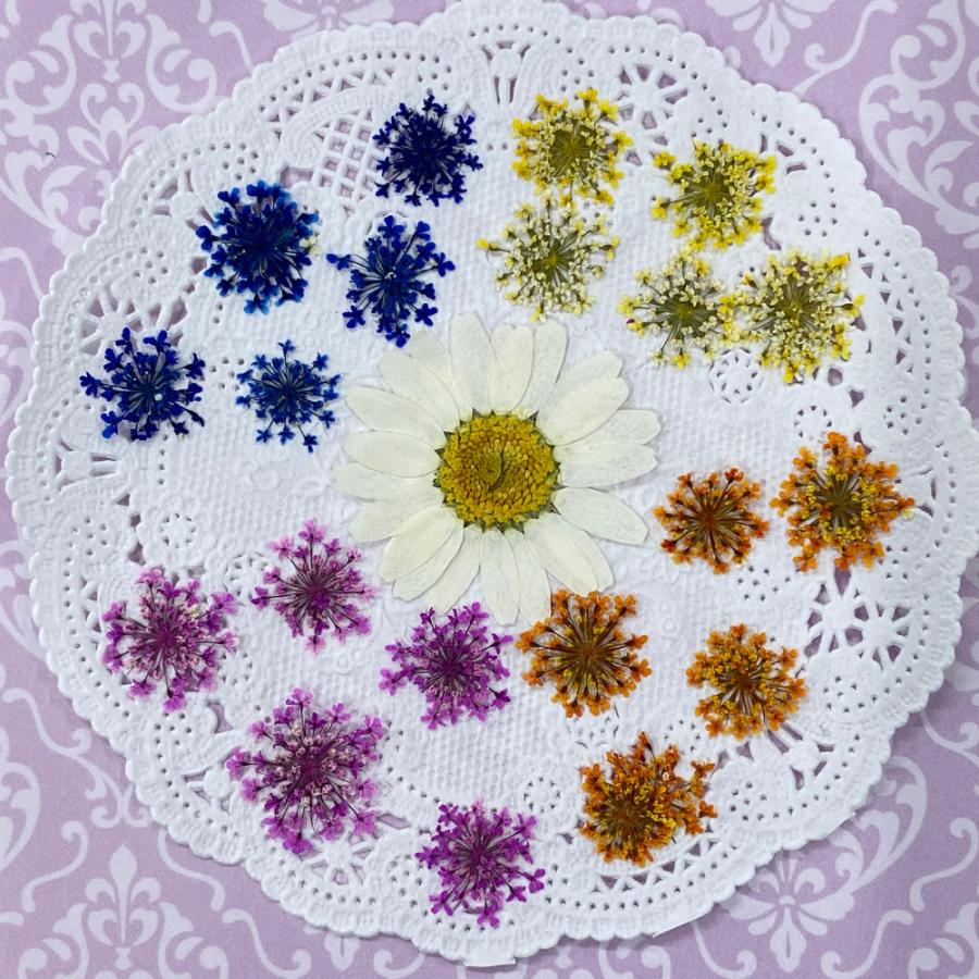 コンパクト 押し花 カラフルレースフラワー 少量をパックにしてお届け Uvレジン 押し花アート アクセサリー ウェルカムボード Compact Colorfulrace Flower はなはなぐりゅっけ 通販 Yahoo ショッピング