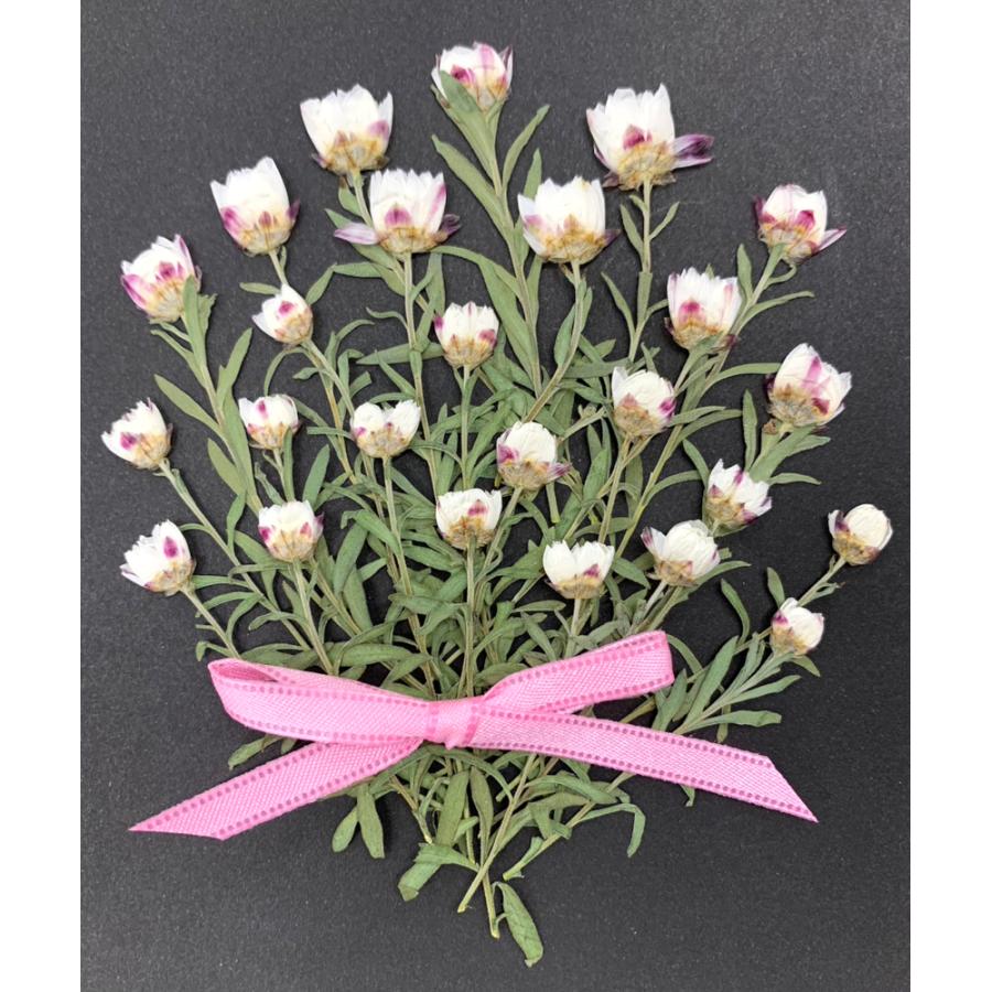 コンパクト 押し花 花かんざし 増量フェア 約30本 少量をパックにしてお届け 押し花 ハンドメイド Compact Hanakanzasi はなはなぐりゅっけ 通販 Yahoo ショッピング