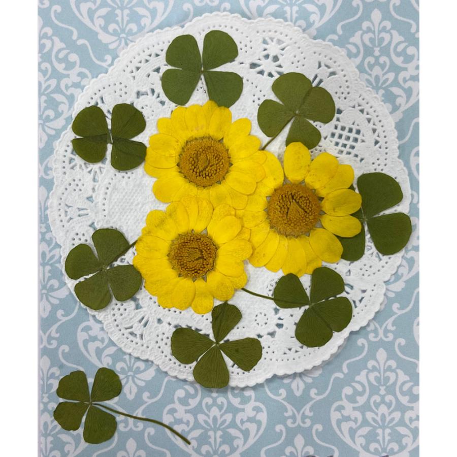 コンパクト 押し花 ハッピークローバーmix 少量をパックにしてお届け Uvレジン 押し花アート アクセサリー ウェルカムボード Compact Happyclovermix はなはなぐりゅっけ 通販 Yahoo ショッピング