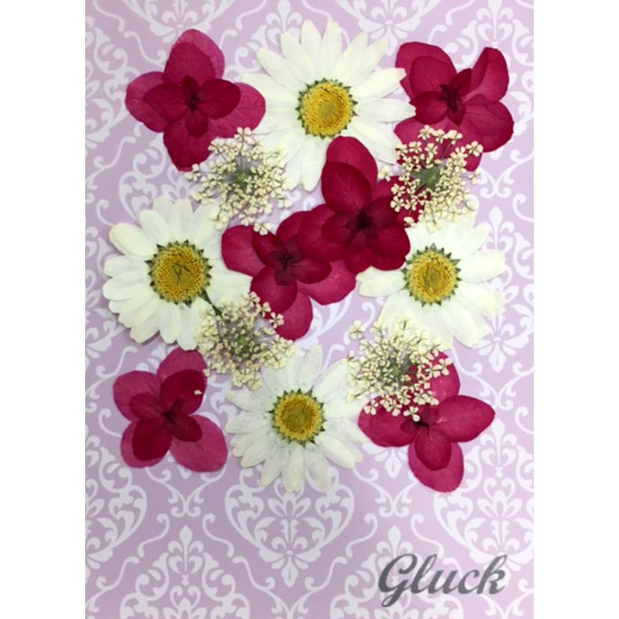 コンパクト 押し花 カシワバアジサイmix 3種類のお花をmixにしてお届け 押し花 Uv