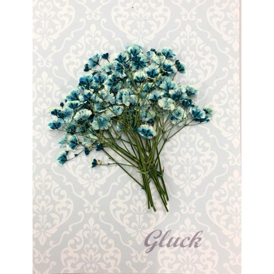 コンパクト 押し花 カスミソウ スカイブルー 少量をパックにしてお届け 押し花 ハンドメイド Uvレジン