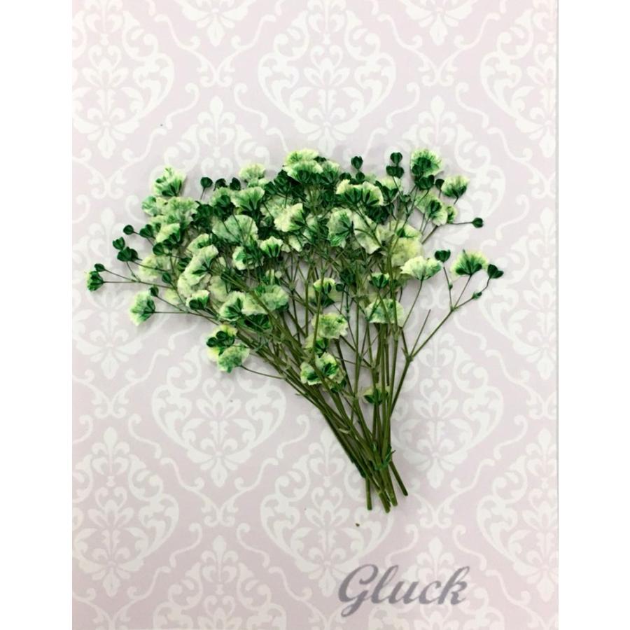 コンパクト 押し花 カスミソウ グリーン 少量をパックにしてお届け 押し花 ハンドメイド Uvレジンでスマホケースも作成可能 かすみ草 Compact Kasumisou Green はなはなぐりゅっけ 通販 Yahoo ショッピング