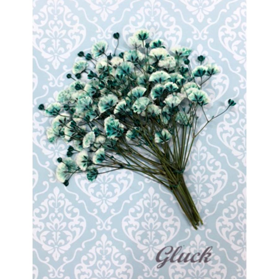 コンパクト 押し花 カスミソウ ミント 少量をパックにしてお届け 押し花 ハンドメイド Uvレジンでスマホケースも作成可能 かすみ草 Compact Kasumisou Mint はなはなぐりゅっけ 通販 Yahoo ショッピング