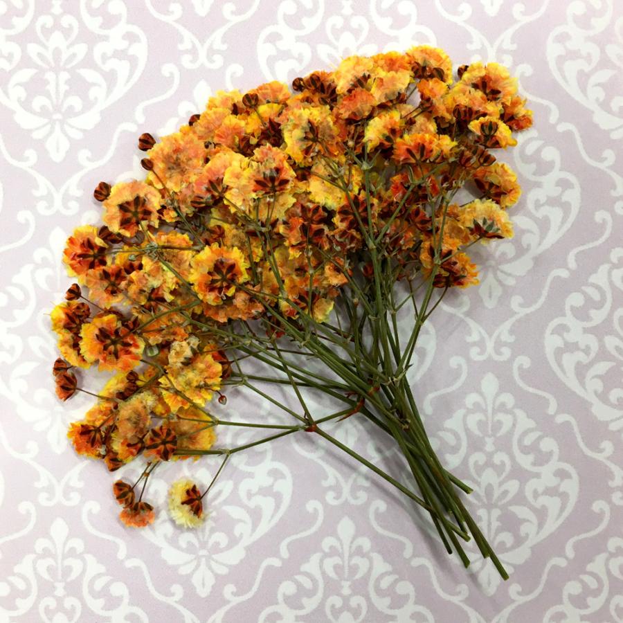 コンパクト 押し花 カスミソウ(オレンジ) 少量をパックにしてお届け! 押し花 ハンドメイド UVレジンでスマホケースも作成可能!かすみ草 : compact-kasumisou-orange:はなはなぐりゅっけ - 通販 - Yahoo!ショッピング コンパクト 押し花 カスミソウ(オレンジ) 少量をパックにしてお届け! 押し花 ハンドメイド UVレジンでスマホケースも作成可能!かすみ草 : compact-kasumisou-orange:はなはなぐりゅっけ - 通販 - Yahoo!ショッピング
