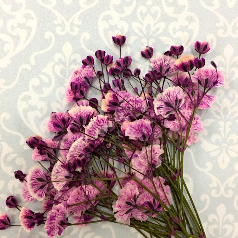 コンパクト 押し花 カスミソウ ピンク 少量をパックにしてお届け 押し花 ハンドメイド Uvレジンでスマホケースも作成可能 かすみ草 Compact Kasumisou Pink はなはなぐりゅっけ 通販 Yahoo ショッピング