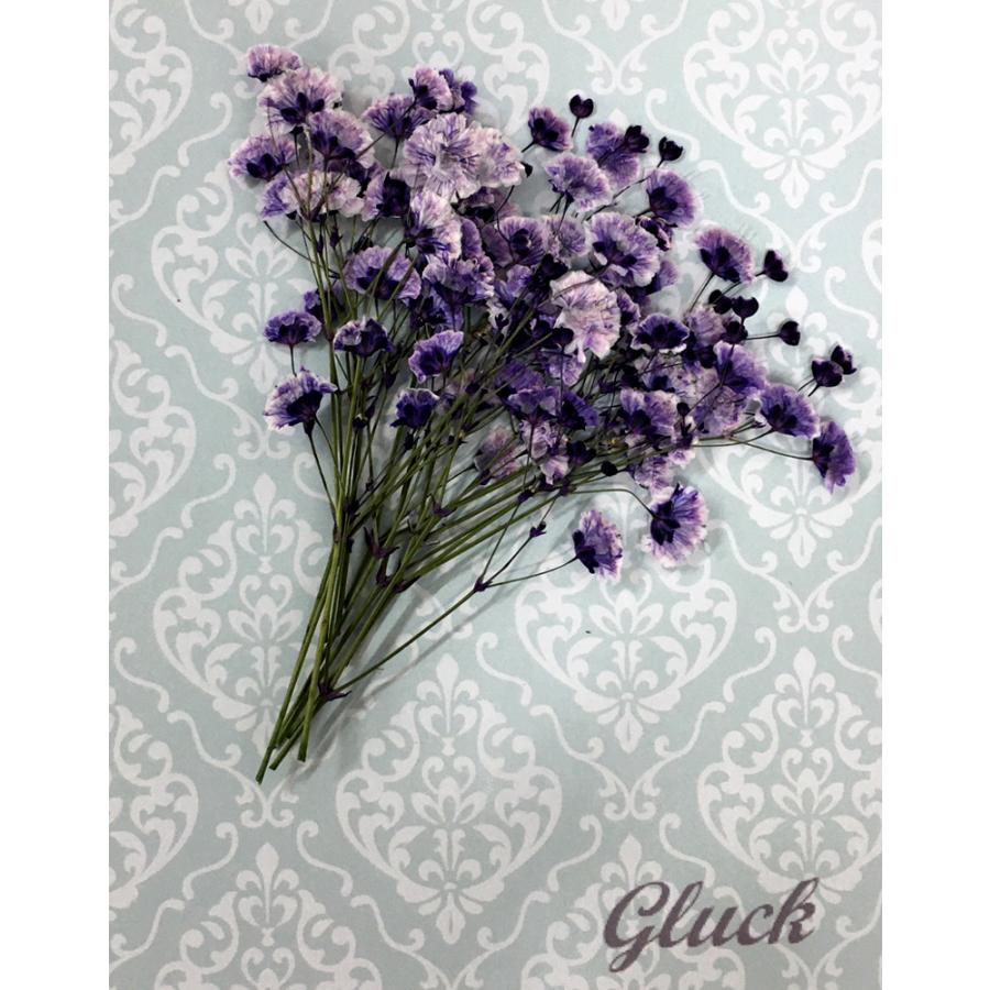 コンパクト 押し花 カスミソウ ロイヤルパープル 少量をパックにしてお届け 押し花 ハンドメイド Uvレジンでスマホケースも作成可能 かすみ草 Compact Kasumisou Puple はなはなぐりゅっけ 通販 Yahoo ショッピング