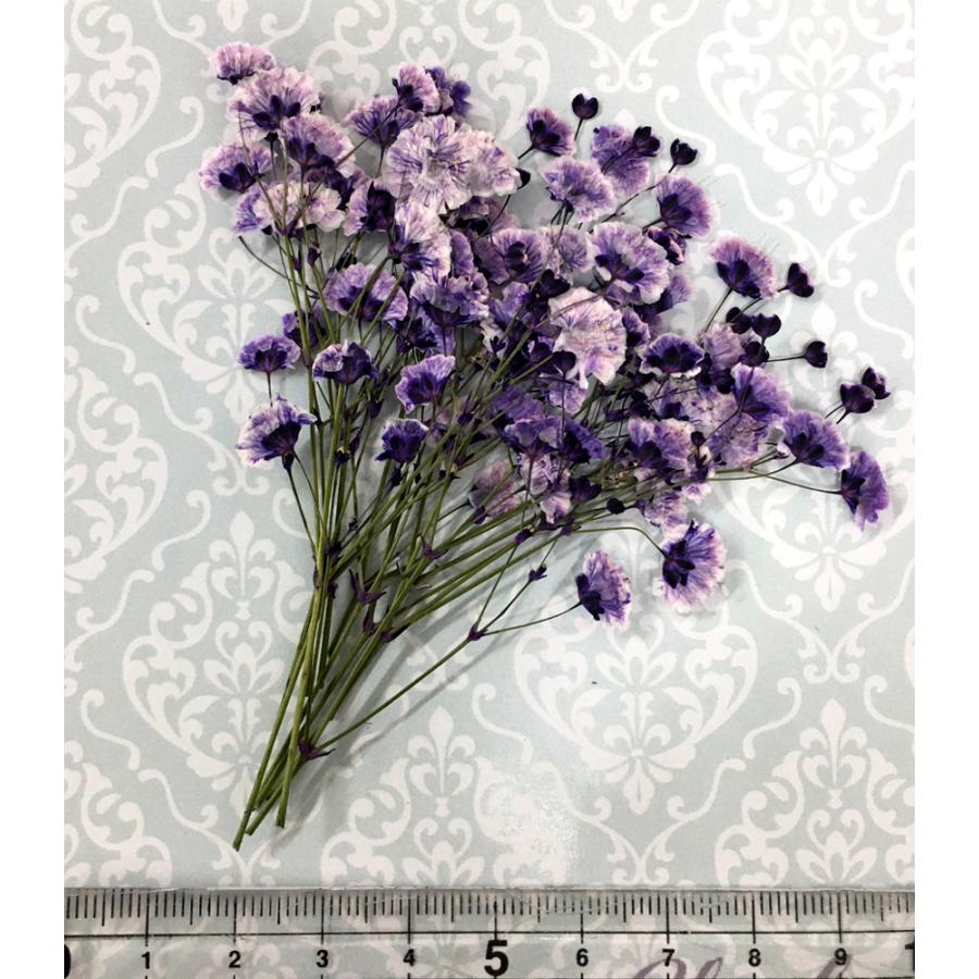 コンパクト 押し花 カスミソウ(ロイヤルパープル) 少量をパックにしてお届け! 押し花 ハンドメイド UVレジンでスマホケースも作成可能!かすみ草 : compact-kasumisou-puple:はなはなぐりゅっけ - 通販 - Yahoo!ショッピング コンパクト 押し花 カスミソウ(ロイヤルパープル) 少量をパックにしてお届け! 押し花 ハンドメイド UVレジンでスマホケースも作成可能!かすみ草 : compact-kasumisou-puple:はなはなぐりゅっけ - 通販 - Yahoo!ショッピング