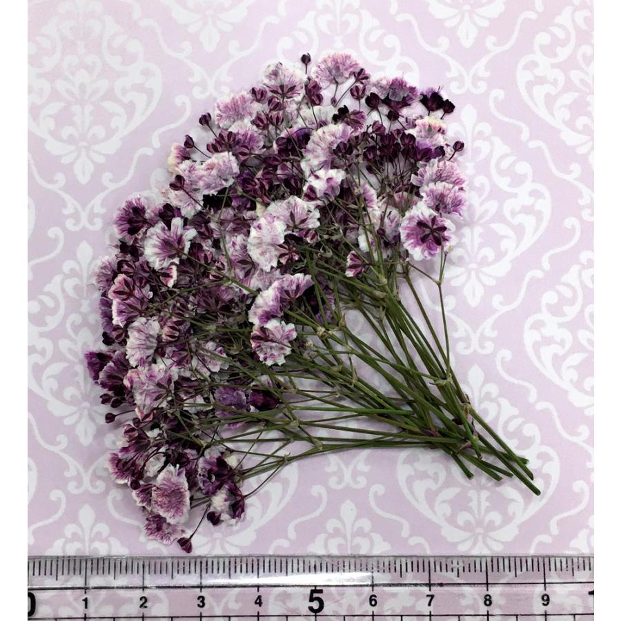 販売期間 限定のお得なタイムセール コンパクト 押し花 カスミソウ パープル 少量をパックにしてお届け ハンドメイド Uvレジンでスマホケースも作成可能 かすみ草 Babylonrooftop Com Au