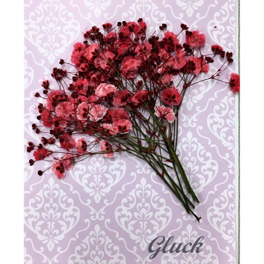 148円 22正規激安 コンパクト 押し花 カスミソウ スカーレット 少量をパックにしてお届け ハンドメイド かすみ草