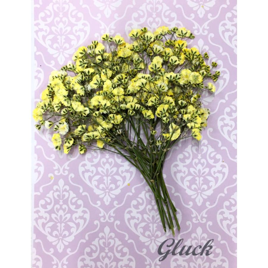 コンパクト 押し花 カスミソウ イエロー 少量をパックにしてお届け 押し花 ハンドメイド Uvレジンでスマホケースも作成可能 かすみ草 Compact Kasumisou Yellow はなはなぐりゅっけ 通販 Yahoo ショッピング