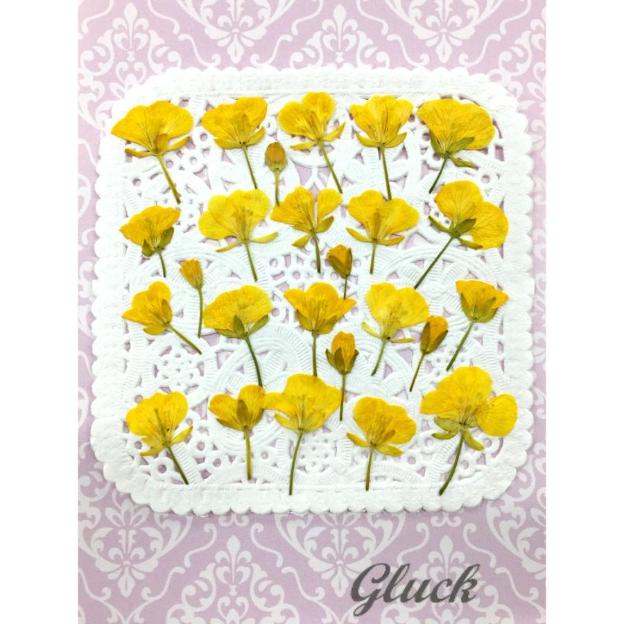 追跡可能便でお届け】コンパクト 押し花 菜の花 少量をパックにしてお