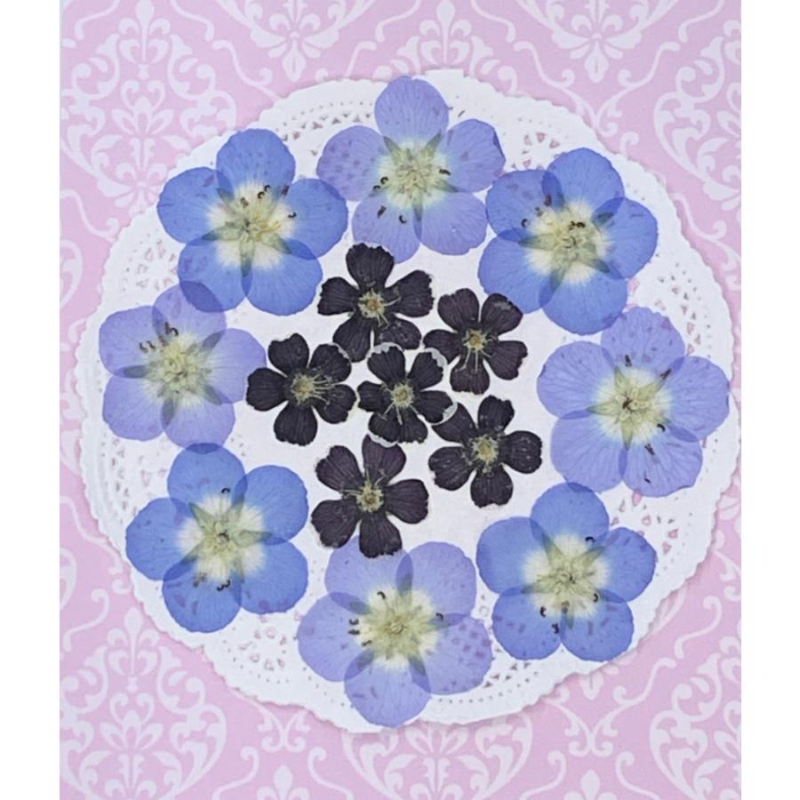 追跡可能便でお届け】コンパクト 押し花 ネモフィラ mix 少量をパック