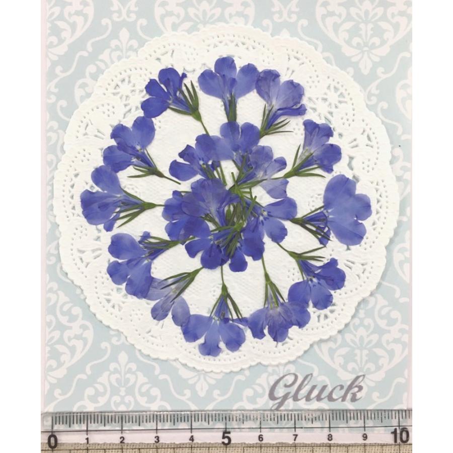 商い コンパクト 押し花 ロベリア グランブルー 枚 をパックにしてお届け ハンドメイド Babylonrooftop Com Au