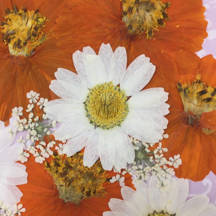 コンパクト 押し花 サニーコスモスmix 3種類のお花をmixにしてお届け 押し花 Uvレジンでスマホケースも作成可能 Compact Sunnycosmos はなはなぐりゅっけ 通販 Yahoo ショッピング