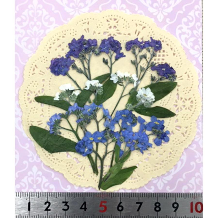 コンパクト 押し花 忘れな草mix 合計約15本をパックにしてお届け 押し花 ハンドメイド Compact Wasurenagusa Mix はなはなぐりゅっけ 通販 Yahoo ショッピング
