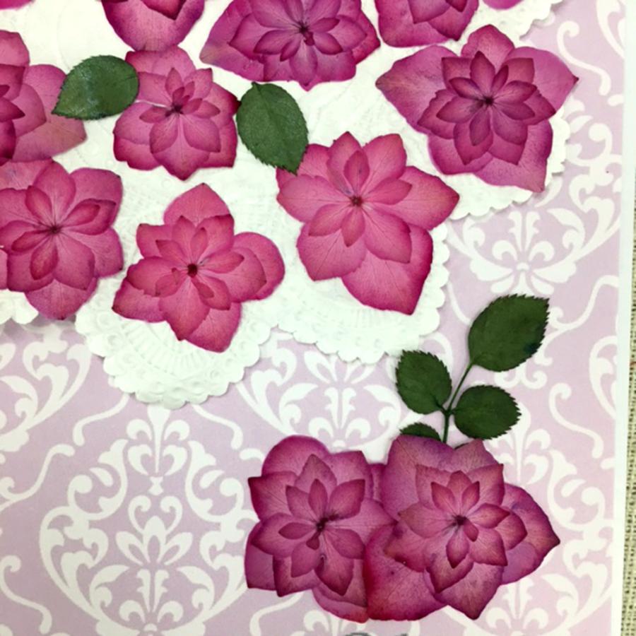 最大92 Offクーポン コンパクト 押し花 八重あじさい 薔薇咲きピンク 少量をパックにしてお届け ハンドメイド Uvレジンでスマホケースも作成可能 Aynaelda Com