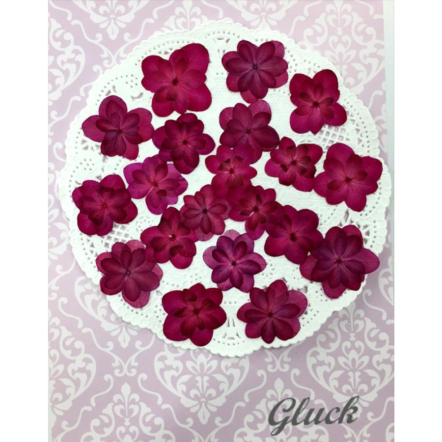 132円 92 以上節約 コンパクト 押し花 着色八重あじさい ピンクパープル 枚をパックにしてお届け Uvレジンでスマホケースも作成可能